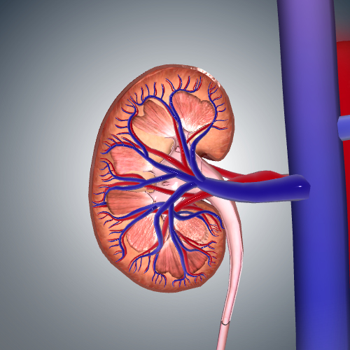 Kidney Cancer (Renal Cell Carcinoma)