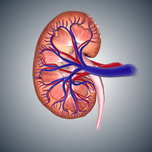 Kidney: Coronal Cross Section