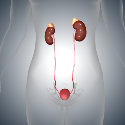 Urinary Tract Infection