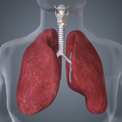  Pulmonary Aspergilloma