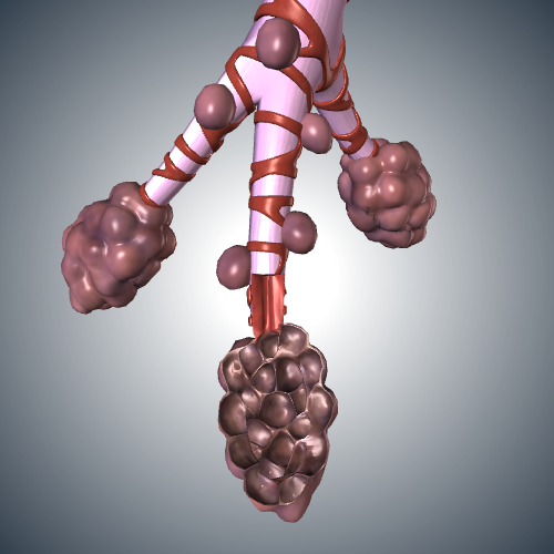 Alveoli and Bronchiole Damage from Smoking