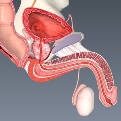 Male Reproductive System Cross Section