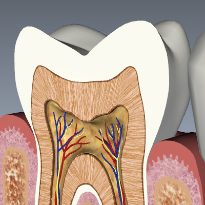 Tooth Cross Section