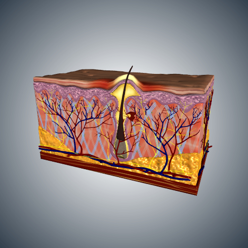 Cross Section Through Stye