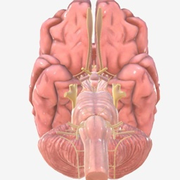 Cranial nerves Thumbnail