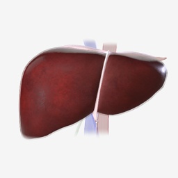 Liver Anatomy Thumbnail