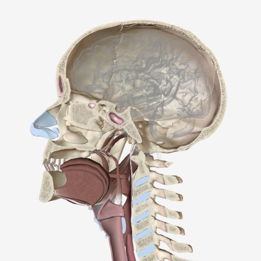 Gross Anatomy of the Brain: Brain | BioDigital Human