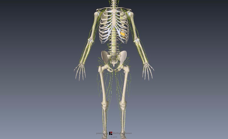 BioDigital Human BioDigital Human