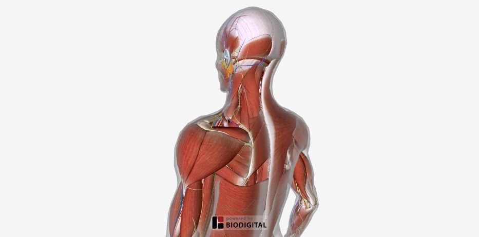BioDigital Human BioDigital Human