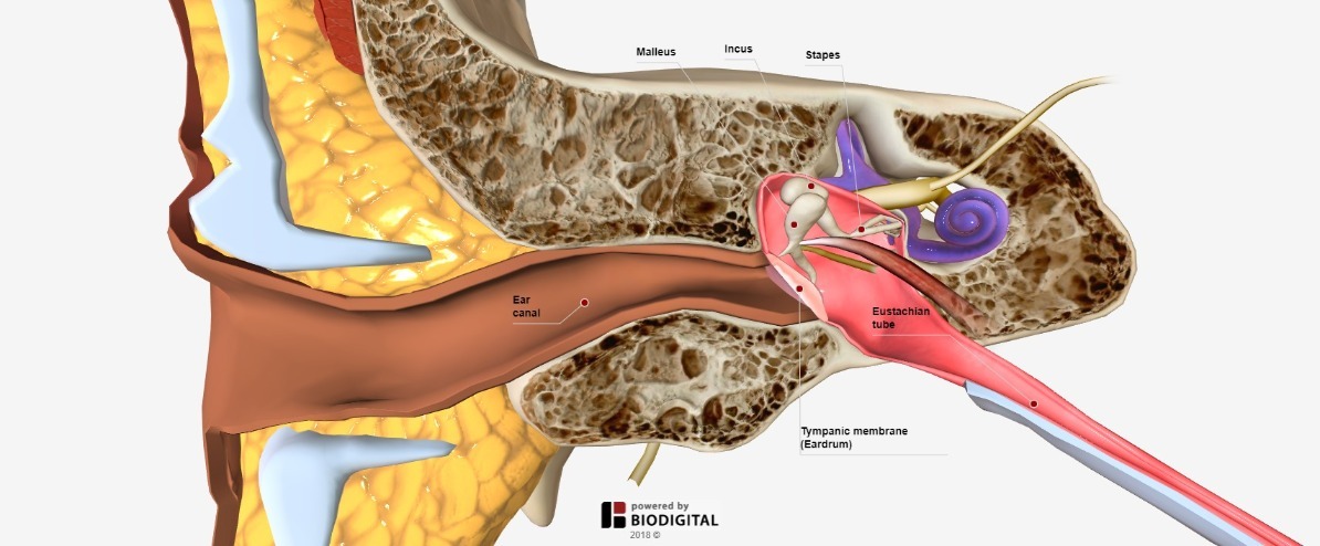 BioDigital Nhân