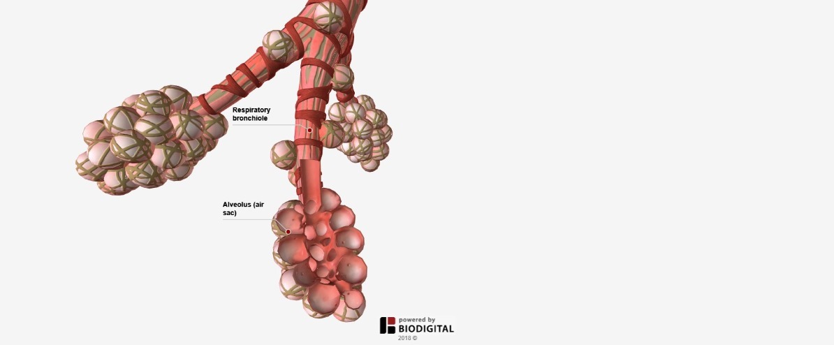 BioDigital الإنسان