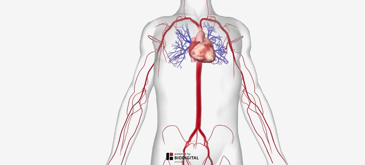 Arteries Of The Body Picture Anatomy Definition More