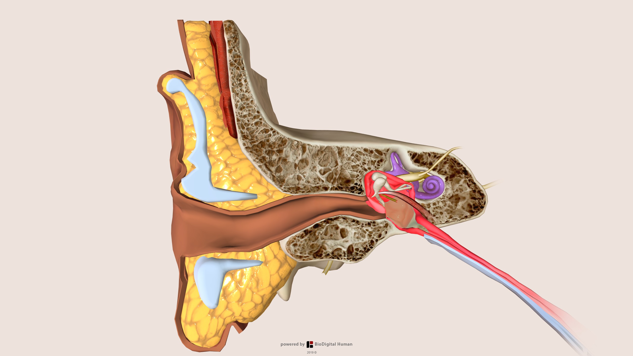 Stapes: Anatomy, structure and function