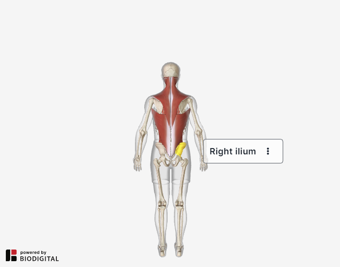 Back pain, Health image