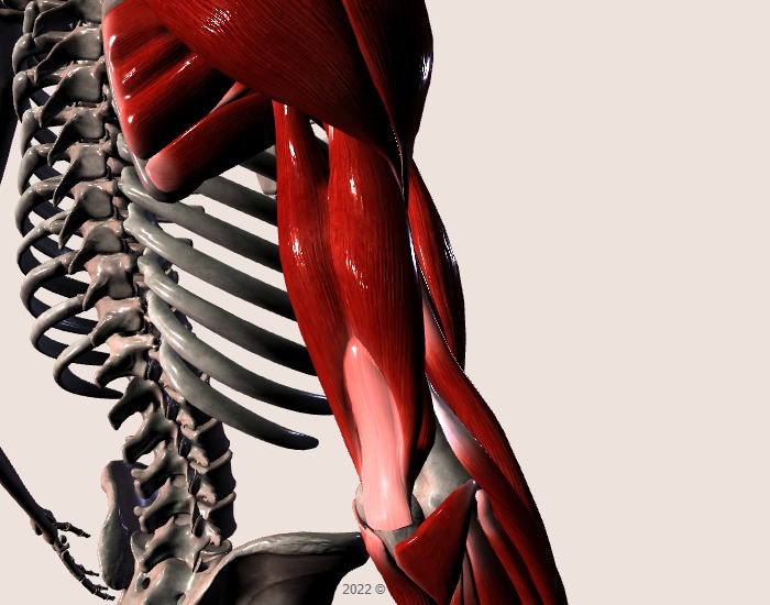 Triceps Anatomy, Origin & Function