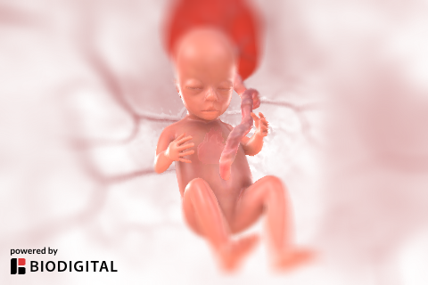 Fetal Development: Week 40 Fetal Development: Week 40