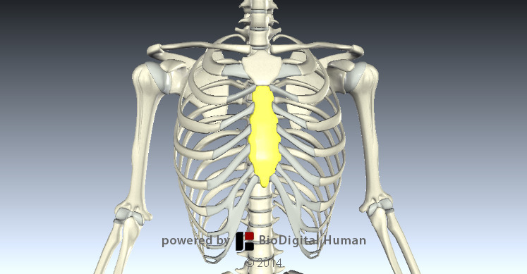 The sternum . OpenStax College Anatomy Physiology 07: Axial Skele