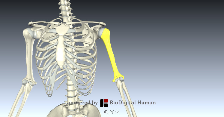 Which region of the humerus articulates OpenStax College Anatomy