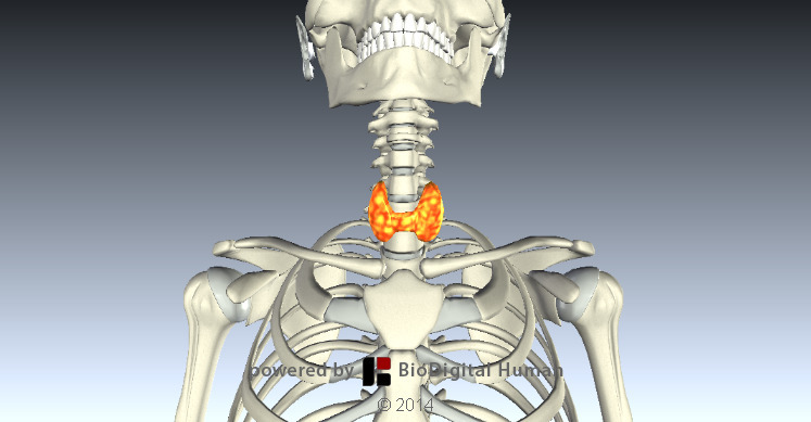Which of the following statements about OpenStax College Anatomy