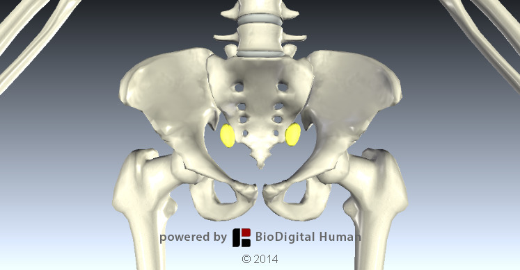 What are the female gonads called OpenStax College Anatomy Physiology